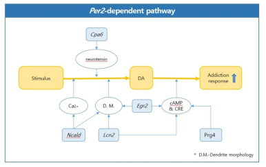 Per2 KO에서 중독 관련 유전자 관계도