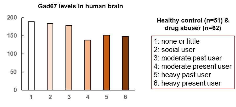 GAD67 (GAD1) expression levels