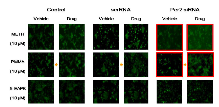 Ca2+ fluorescence intensity by amphetamine liked drug in PC12 cells. The Ca2+ fluorescence was performed as methods section by using methamphetamine, PMMA, 5-EAPB (10 μM) in PC12 cells. Per2: Period circadian protein 2