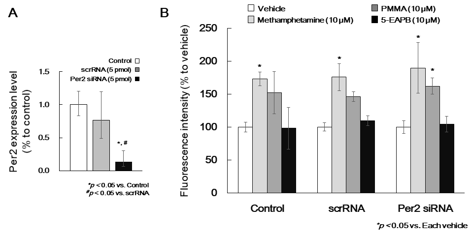 Ca2+ fluorescence intensity by amphetamine liked drug in PC12 cells. (A) The Per2 gene was knockdown by using siRNA transfection. (B) The Ca2+ fluorescence was performed as methods section by using methamphetamine, PMMA, 5-EAPB (10 μM) in PC12 cells. Data are expressed as the mean ± S.E. (n = 3-4 for each group). Per2: Period circadian protein 2