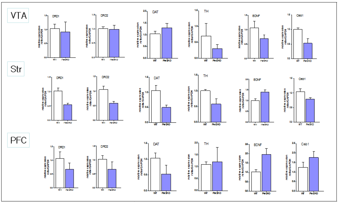 뇌조직에서 도파민 관련 유전자 발현 비교. VTA; ventral tegmental area, Str: striatum, PFC: prefrontal cortex