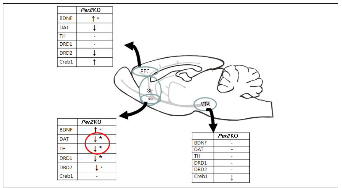 Summary of dopamine-related genes expression levels Expression levels of BDNF, and dopamine-related genes were measured in Per2 KO and WT mice non-treated by qPCR. * P < 0.05, * indicates significantly different than WT. KO, knockout mice; WT, wild type mice; DAT, dopamine transporter; TH, tyrosine hydroxylase; DRD1, dopamine receptor D1; DRD2, dopamine receptor D2; Creb1, cAMP Responsive Element Binding Protein1