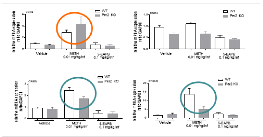 정상동물 및 Per2 KO 동물에서 메트암페타민 및 5-EAPB 자가투여 후 선조체에서의 생제지표 변화