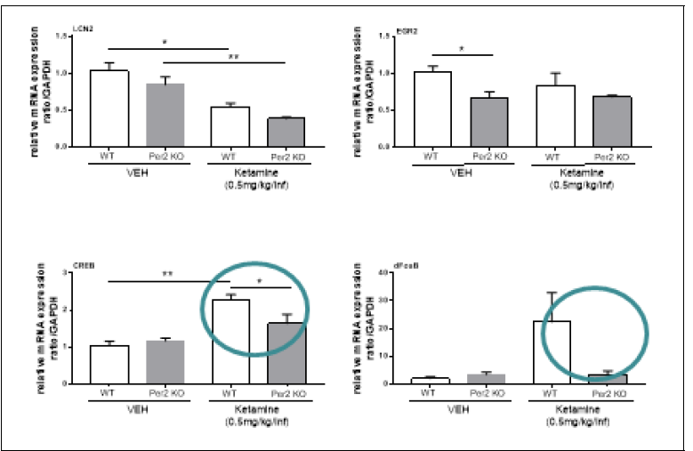 정상동물 및 Per2 KO 동물에서 케타민 자가투여 후 선조체에서의 생제지표 변화