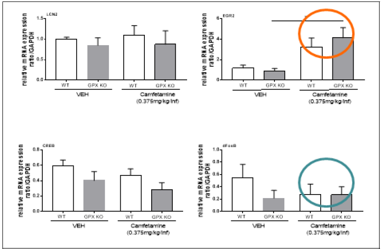 정상동물 및 GPX-1 KO 동물에서 camfetamine 자가투여 후 선조체에서의 생제지표 변화