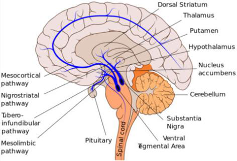 사람 뇌의 주요 도파민 작용성 경로 (출처: Wikimedia/Patrick J. Lynch)