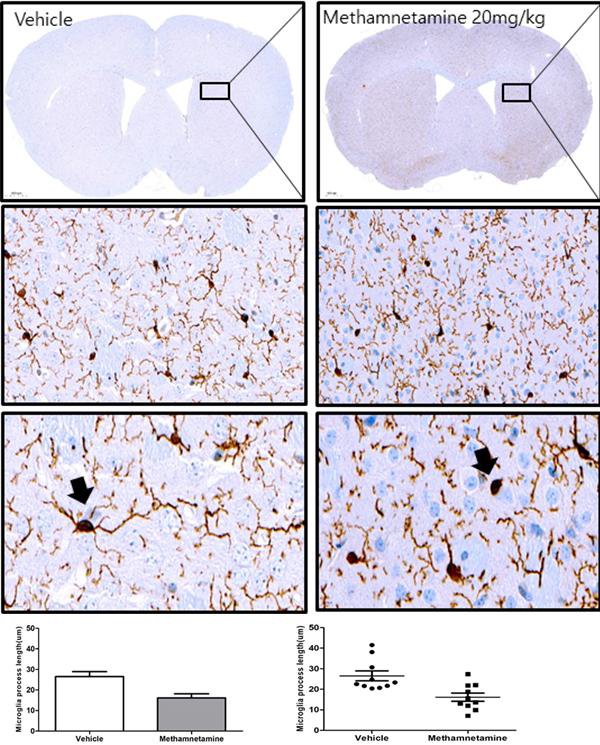 Representative image of IBA1 immunostaining in the striatum from mice treated with vehicle (DMSO:tween80:saline=1:1:18) and methamnetamine 20.0 mg/kg