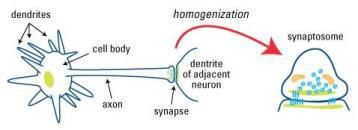 신경세포 구조 및 시냅토좀 생성 원리