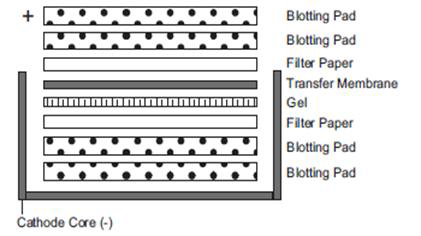 Transfer blotting pad 사용법