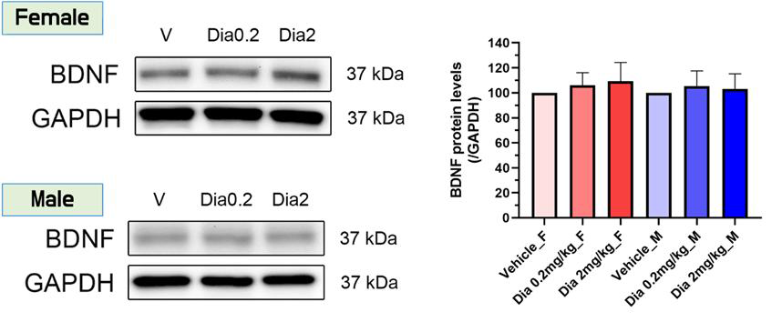 마우스 뇌 선조체에서의 BDNF의 단백질 발현정도(수컷, 암컷)