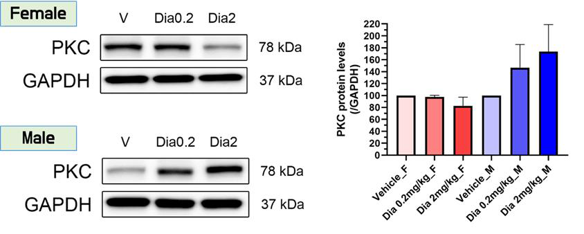 마우스 뇌 선조체에서의 PKC의 단백질 발현정도(수컷, 암컷)