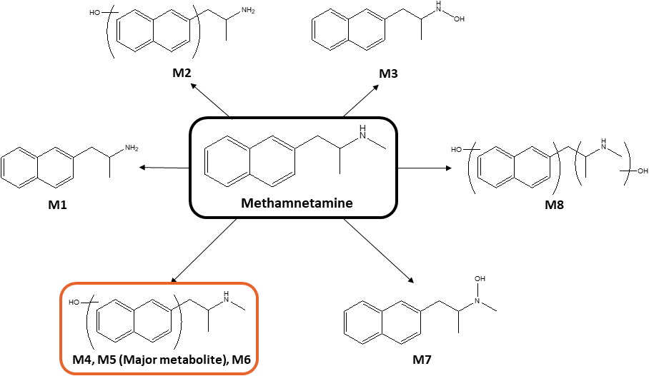 Metabolic pathway of methamnetamine