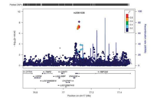 외국 연구에서 ACEI 관련 부작용과 가장 강하게 연관된 단일염기 다형성 (chromosome 17 centered around SNP rs2061538)