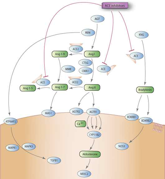 레닌 - 안지오텐신 - 알도스테론 시스템 (RAAS) 과 ACEI 작용 부위