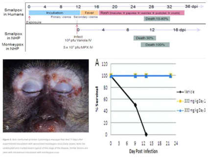주요 평가변수 출처. Huggins J, Goff A, Hensley L, Mucker E, Shamblin J, Wlazlowski C, Johnson W, Chapman J, Larsen T, Twenhafel N, Karem K, Damon IK, Byrd CM, Bolken TC, Jordan R, Hruby D. Nonhuman primates are protected from smallpox virus or monkeypox virus challenges by the antiviral drug ST-246. Antimicrob Agents Chemother. 2009 Jun;53(6):2620-5. doi: 10.1128/AAC.00021-09. Epub 2009 Apr 6. PMID: 19349521; PMCID: PMC2687232. Chapman JL, Nichols DK, Martinez MJ, Raymond JW. Animal models of orthopoxvirus infection. Vet Pathol. 2010 Sep;47(5):852-70. doi: 10.1177/0300985810378649. Epub 2010 Aug 3. PMID: 20682806