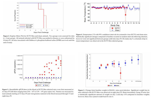 생존율, 체온 변화, 체중 변화 및 qPCR 지표 출처. Garver J, Weber L, Vela EM, Anderson M, Warren R, Merchlinsky M, Houchens C, Rogers JV. Ectromelia Virus Disease Characterization in the BALB/c Mouse: A Surrogate Model for Assessment of Smallpox Medical Countermeasures. Viruses. 2016 Jul 22;8(7):203. doi: 10.3390/v8070203. PMID: 27455306; PMCID: PMC4974538