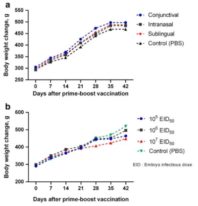 체중 변화 출처. Bugybayeva D, Kydyrbayev Z, Zinina N, Assanzhanova N, Yespembetov B, Kozhamkulov Y, Zakarya K, Ryskeldinova S, Tabynov K. A new candidate vaccine for human brucellosis based on influenza viral vectors: a preliminary investigation for the development of an immunization schedule in a guinea pig model. Infect Dis Poverty. 2021 Feb 16;10(1):13. doi: 10.1186/s40249-021-00801-y. PMID: 33593447; PMCID: PMC7886305