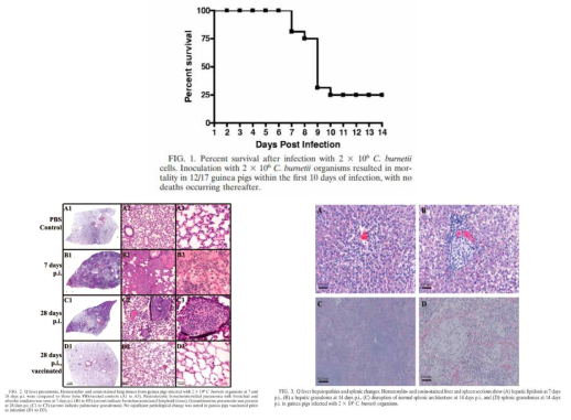 큐열증 주요 지표(생존율, 폐조직/간/비장 조직 변화) 출처. Russell-Lodrigue KE, Zhang GQ, McMurray DN, Samuel JE. Clinical and pathologic changes in a guinea pig aerosol challenge model of acute Q fever. Infect Immun. 2006 Nov;74(11):6085-91. doi: 10.1128/IAI.00763-06. PMID:17057087; PMCID: PMC1695512