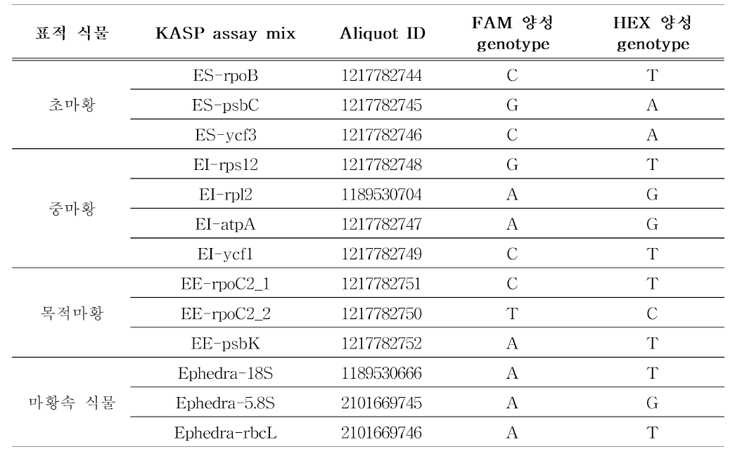 예비 마황 판별 KASP assay mix