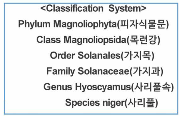 사리풀의 taxonomy