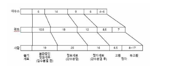 마우스, 랫드, 인체에서 수컷 생식세포의 발달 과정(일수)의 비교. 음영으로 표시된 기간에는 DNA가 복구되지 않는다