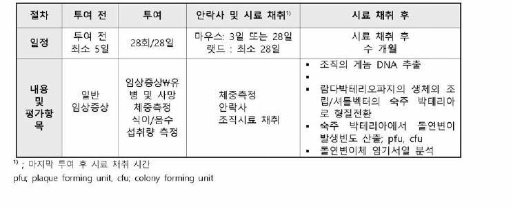 포유류 적혈구를 활용한 생체 내 소핵시험의 절차 및 주요 평가 항목