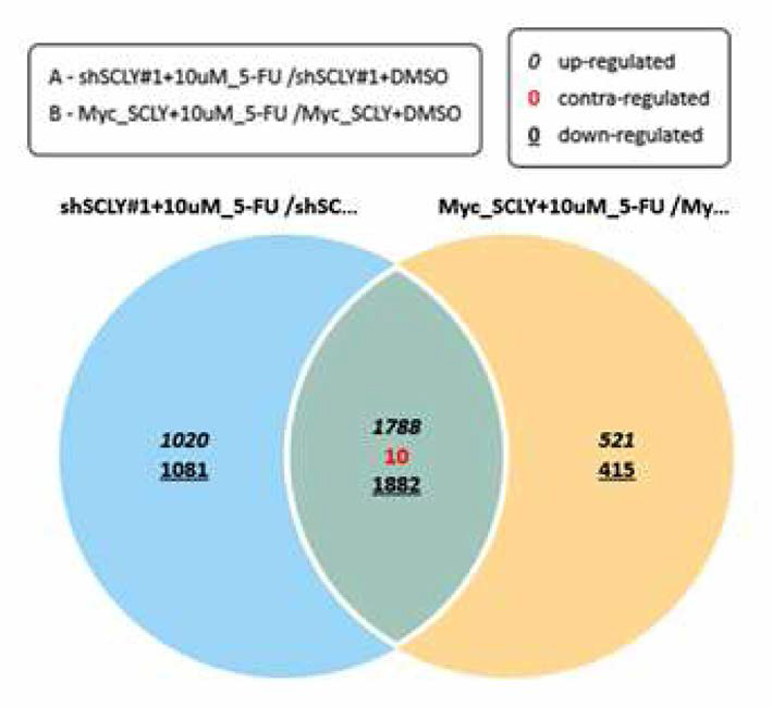 5-FU 약물 처리에 따라 상향조절 또는 하향조절되는 SCLY의 하위유전자