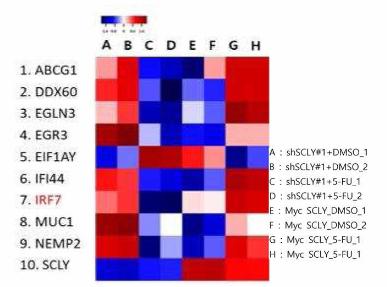 5-FU 처리에 따라 반대로 조절되는 SCLY 하위유전자