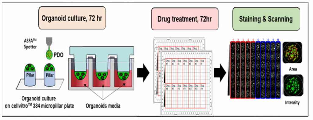 오가노이드의 5-FU 처리 및 분석 방법