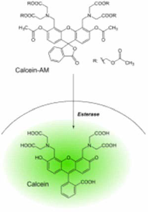 Calcein-AM assay 원리