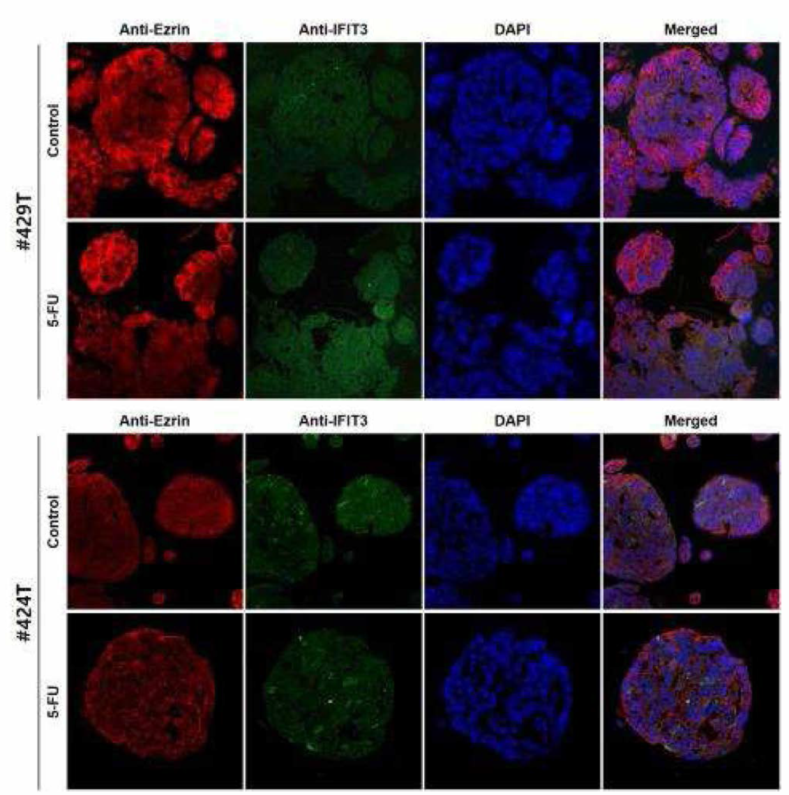 오가노이드 13종의 Anti-Ezrin과 Anti-IFIT3 이중형광염색 (연속)