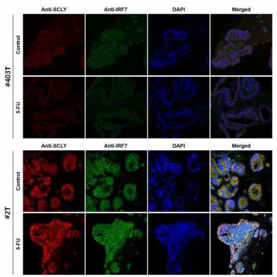 오가노이드 13종의 Anti-SCLY와 Anti_IRF7 이중형광염색 (연속)