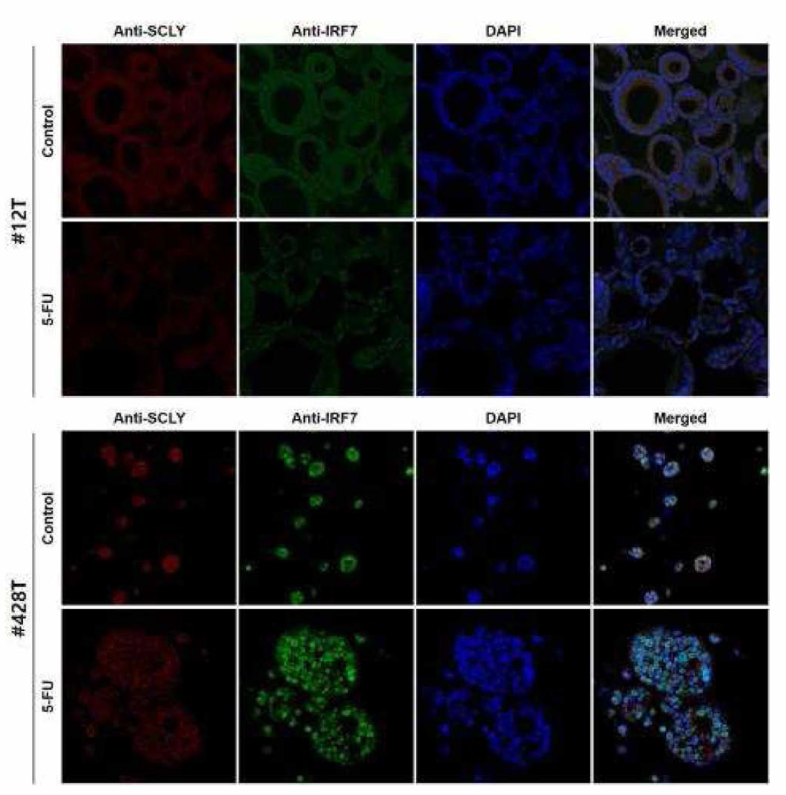 오가노이드 13종의 Anti-SCLY와 Anti_IRF7 이중형광염색 (연속)