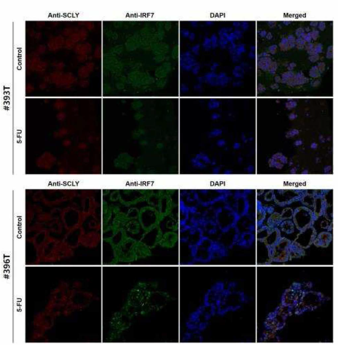 오가노이드 13종의 Anti-SCLY와 Anti_IRF7 이중형광염색 (연속)
