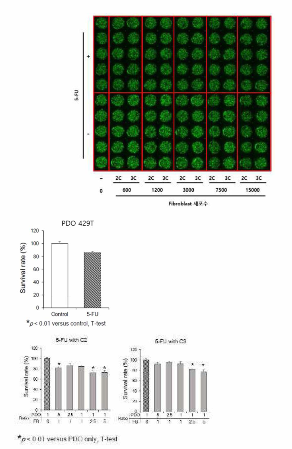 429T 오가노이드의 공배양시 5-FU 약물에 따른 세포 생존율 결과