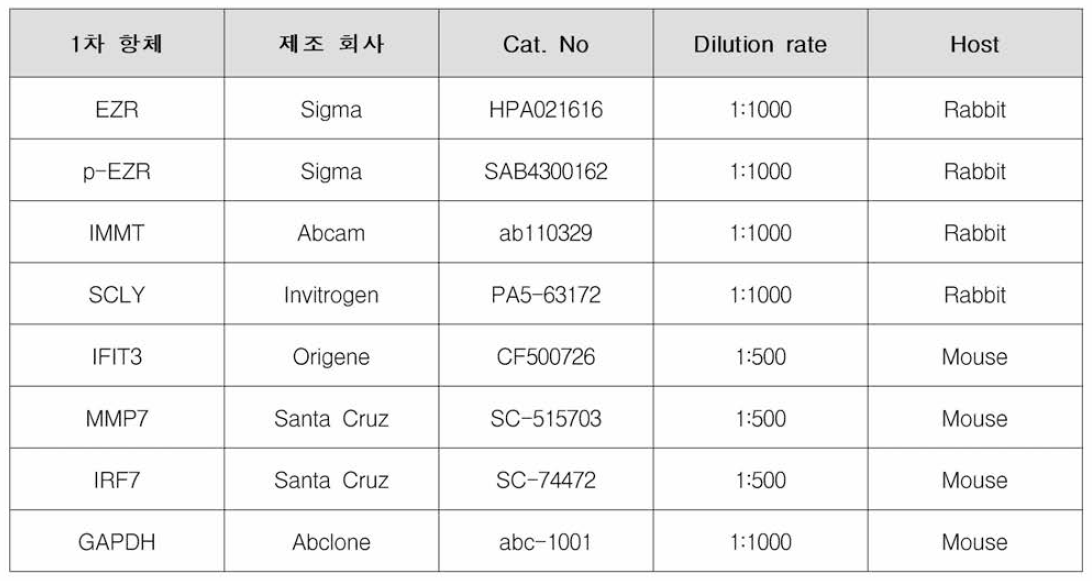 Western blot에 사용한 항체 정보
