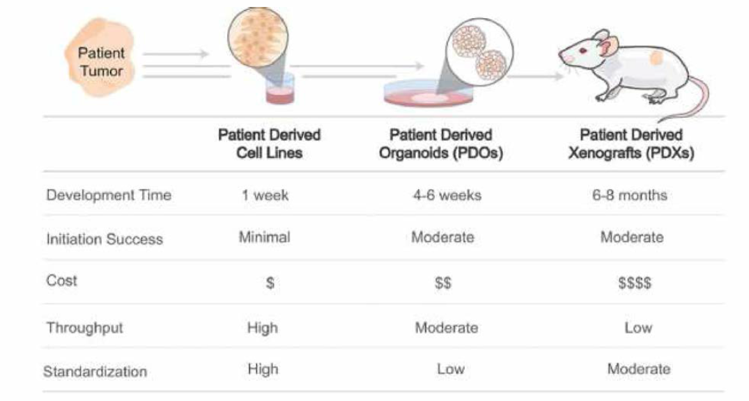 환자 유례 세포주와 환자 세포의 이종 이식, 오가노이드의 비교 (줄처 : Promises and challenges of organoid-guided precision medicine, Med, 2021)