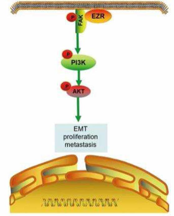 EZR의 FAK/AKT 신호전달경로 (출처 : Xu，Jian, and Wei Zhang et al. 2021)