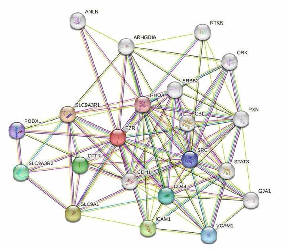 EZR의 protein-protein interaction