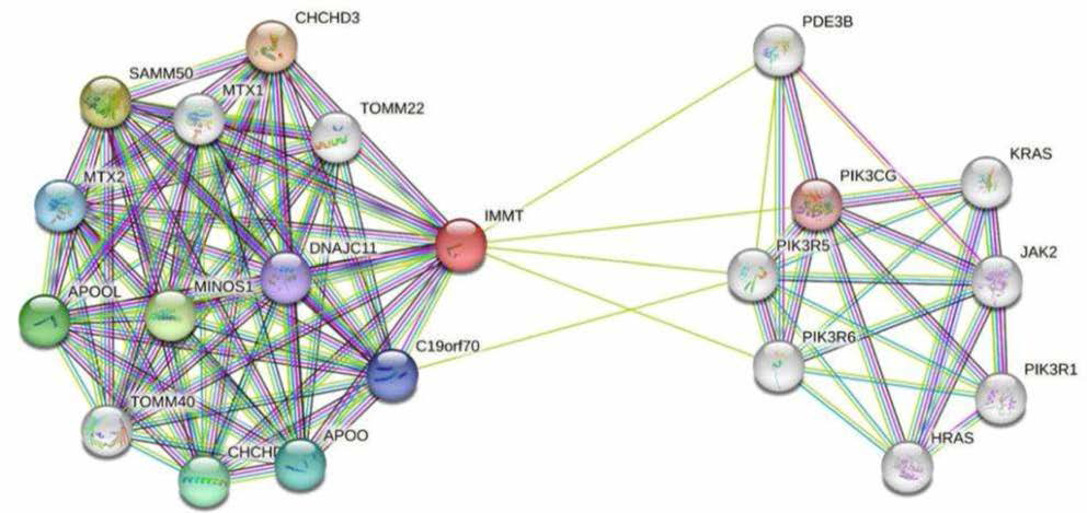 IMMT의 protein-protein interaction