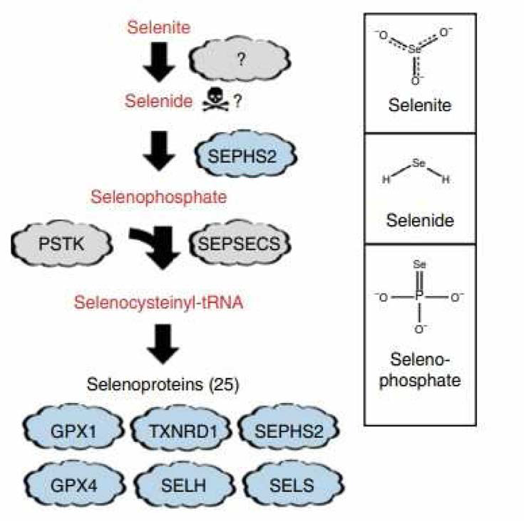 SCLY의 항산화 및 산화 스트레스 관련 신호전달경로1 (줄처 : Carlisle, Anne E., et al. nature metabolism (2020)