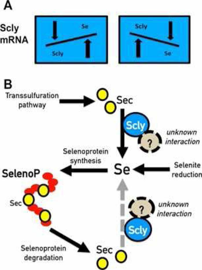 SCLY의 항산화 및 산화 스트레스 관련 신호전달경로2 (줄처 • Zhong, Liangwei, and Arne Holmgren. Journal of Biological Chemistry (2000))