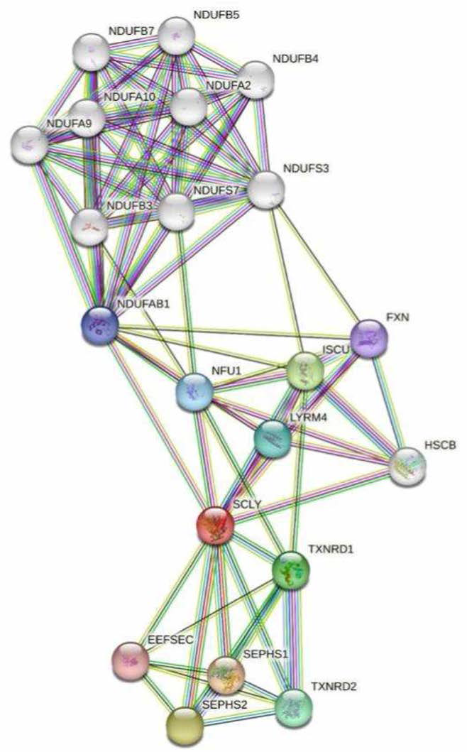 SCLY의 protein-protein interaction