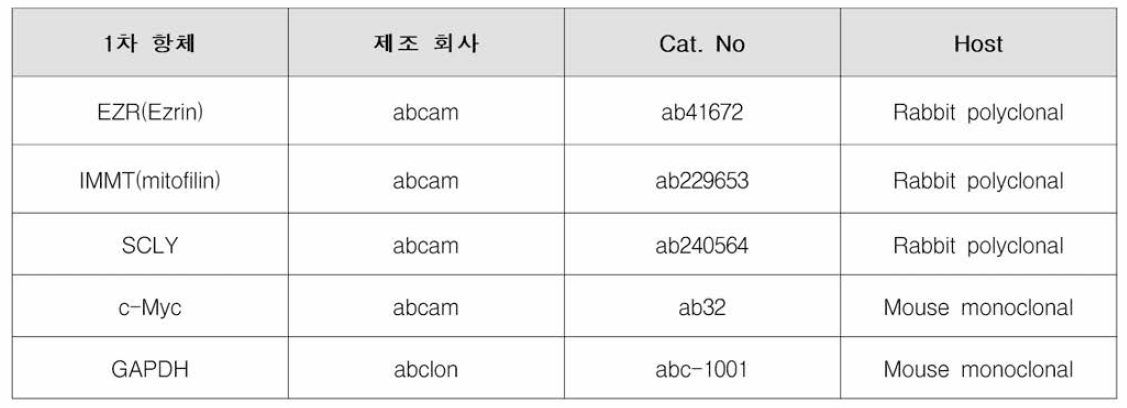 Western blot에 사용한 항체 정보