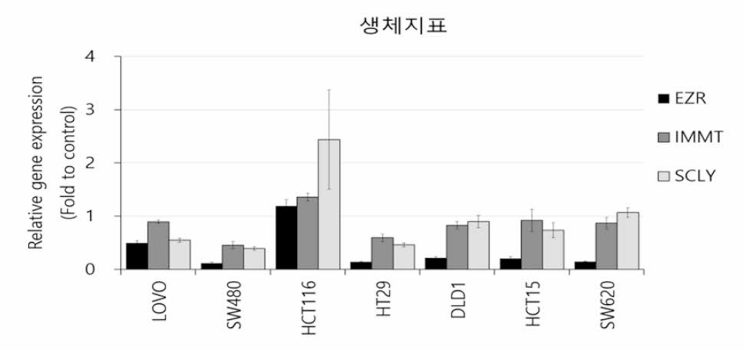 각 대장암 세포주 별 생체지표 유전자 발현 양상 실험은 n = 3으로 수행되었으며 결과는 평균값을 나타낸다