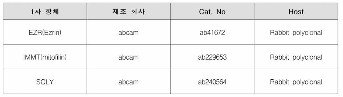 Western blot에 사용한 항체 정보