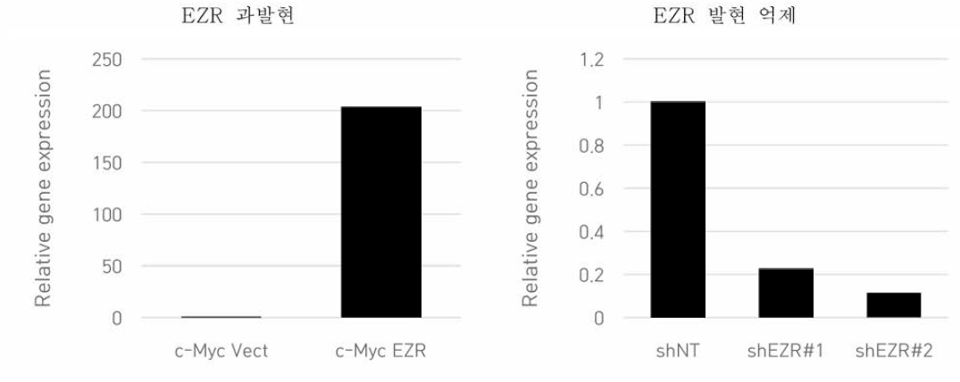 EZR 발현 조절 세포 mRNA 발현