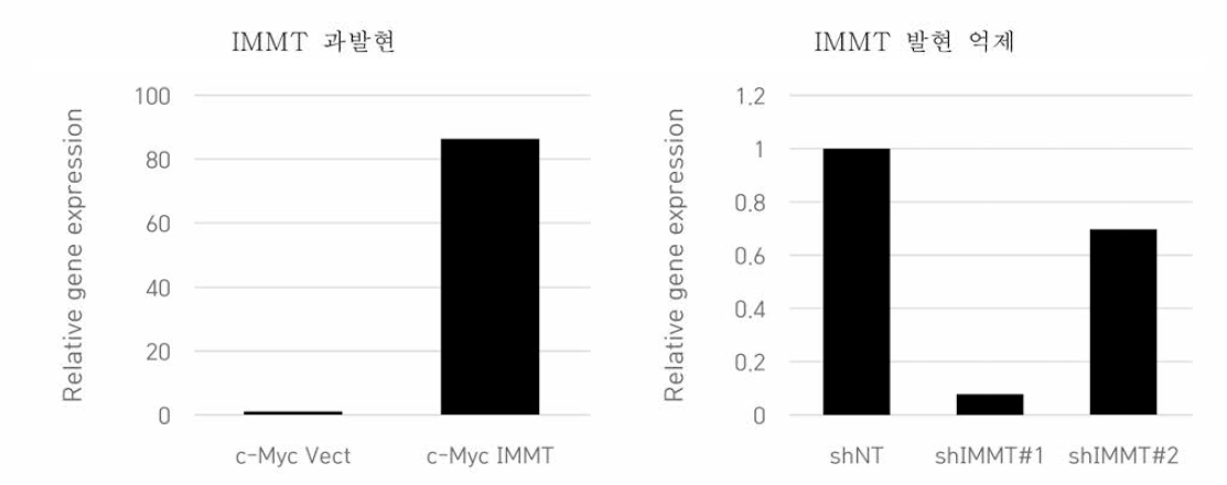 IMMT 발현 조절 세포 mRNA 발현