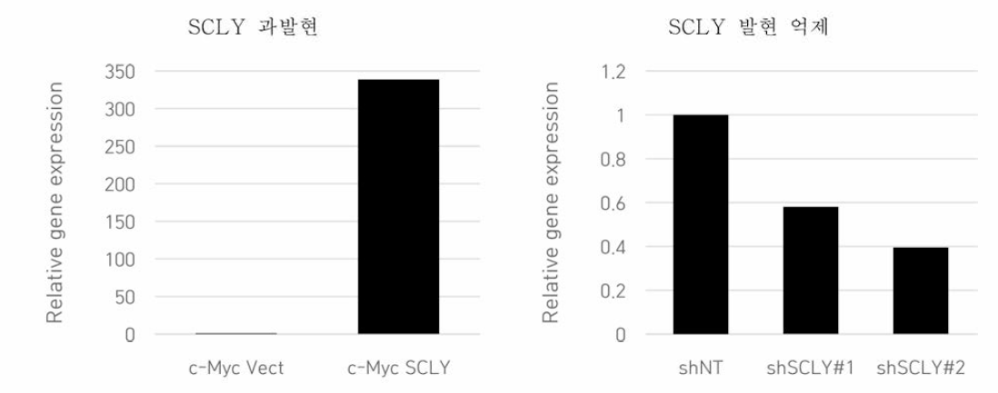 SCLY 발현 조절 세포 mRNA 발현