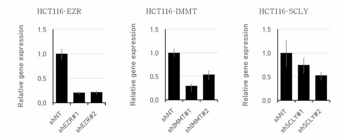 유전자 변형 HCT116 세포에서의 후보 생체지표 유전자 발현 억제